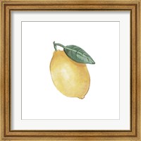 Framed 'Citrus Limon II' border=