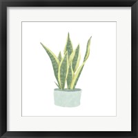 Snake Plant III Framed Print