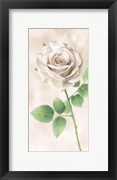 Ivory Roses Panel II Framed Print