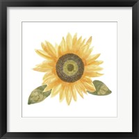 Single Sunflower II Framed Print