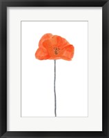 Solo Poppy Red II Framed Print