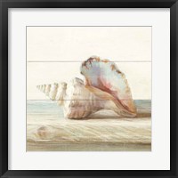 Framed Driftwood Shell IV