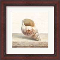 Framed 'Driftwood Shell I' border=