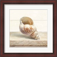 Framed 'Driftwood Shell I' border=