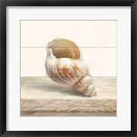 Framed Driftwood Shell I