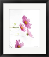 Framed Pale Cosmos I