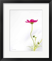 Framed Magenta Cosmos II