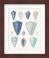 Framed 'Blue Shell Assortment II' border=