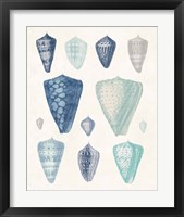 Framed 'Blue Shell Assortment II' border=