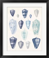 Framed 'Blue Shell Assortment I' border=