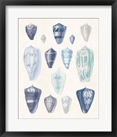 Blue Shell Assortment I Framed Print