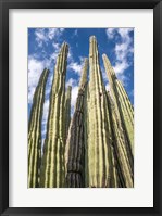 Framed Tall Garden of Cactus