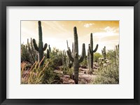 Framed Cactus Field Under Golden Skies