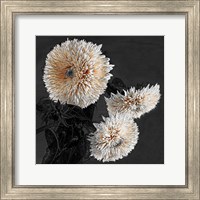 Framed 'Sunflowers II' border=