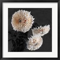 Framed Sunflowers II