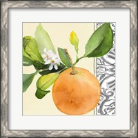 Framed 'Orange Blossoms II' border=