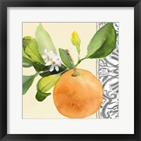 Framed 'Orange Blossoms II' border=