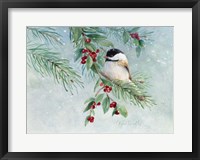 Framed Gray-Headed Chickadee On Holly