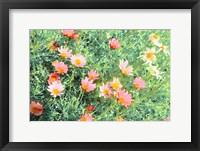 Framed Daisy Field I