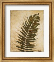 Framed 'Ferns II' border=