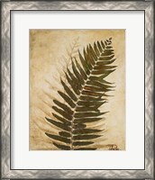 Framed 'Ferns II' border=