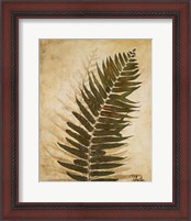 Framed 'Ferns II' border=