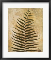 Ferns III Framed Print