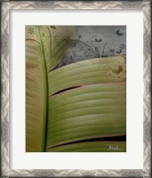 Framed 'Butterfly Palm II' border=