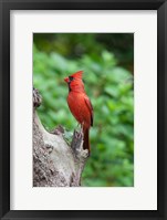 Framed Cardinal