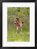 Framed Corolla Colt