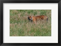 Framed Tiger