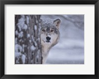 Framed Wolf Watching