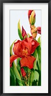 Framed Red Iris