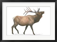 Northern Wild III Framed Print