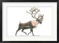 Northern Wild IV Framed Print