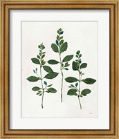 Framed 'Botanical Study IV Greenery' border=