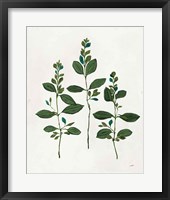 Botanical Study IV Greenery Framed Print