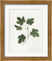 Framed 'Botanical Study III Greenery' border=