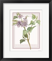 Framed Lilacs V