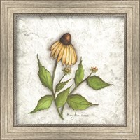 Framed 'Bloomin' Coneflowers' border=