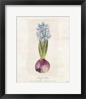 Hyacinthus Orientalis I Framed Print