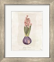 Framed 'Hyacinthus Orientalis II' border=