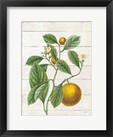 Framed Classic Citrus VI Shiplap