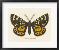 Natures Butterfly V Framed Print