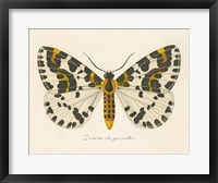 Framed Natures Butterfly IV