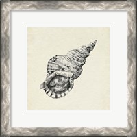 Framed 'Seashell Pencil Sketch I' border=