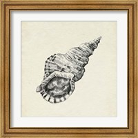 Framed 'Seashell Pencil Sketch I' border=