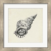 Framed 'Seashell Pencil Sketch I' border=