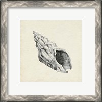 Framed 'Seashell Pencil Sketch II' border=