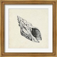 Framed 'Seashell Pencil Sketch II' border=